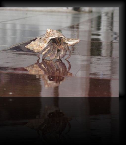 Crab-1-02